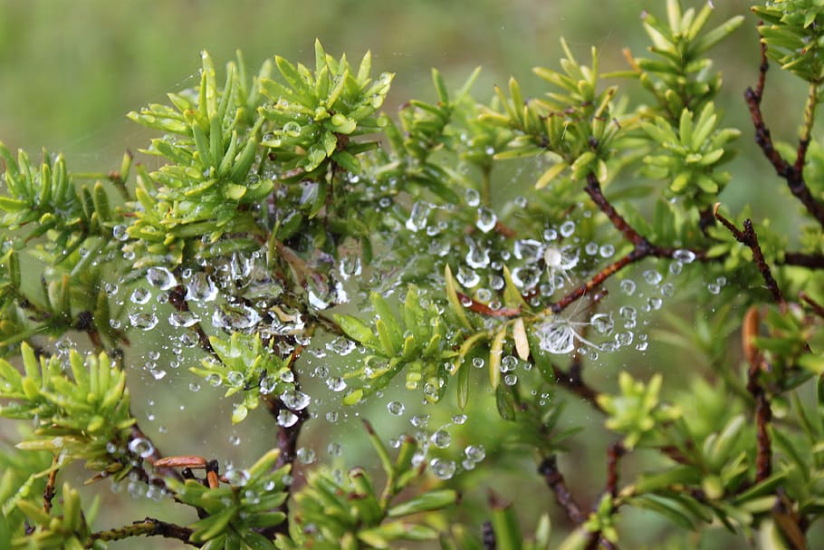 plant, rain, a spider's web, water, drop, wet, plant part, leaf HD wallpaper