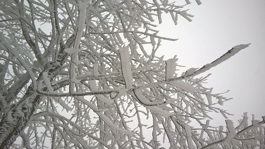 branches, snow, snowy, white, tree, nature, winter, fir, frozen HD wallpaper