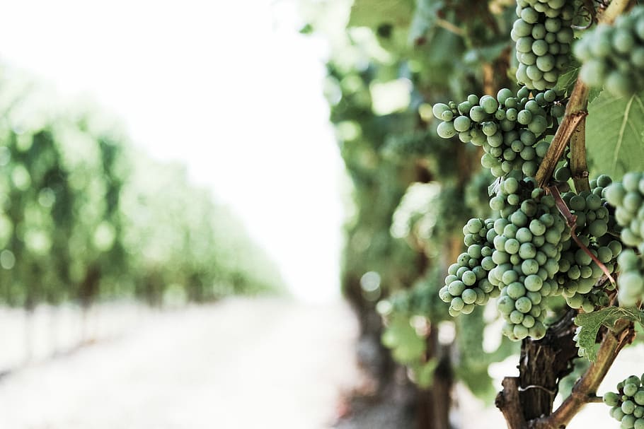 shallow focus photo of green berries, green fruits photo, grape HD wallpaper