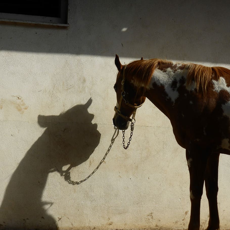 Horse, Shadow, Entertainment, domestic animals, one animal HD wallpaper