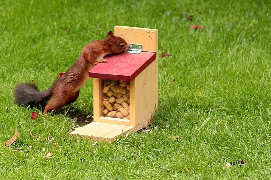 animal, squirrel, sciurus, foraging, feed box, peanuts, grass HD wallpaper