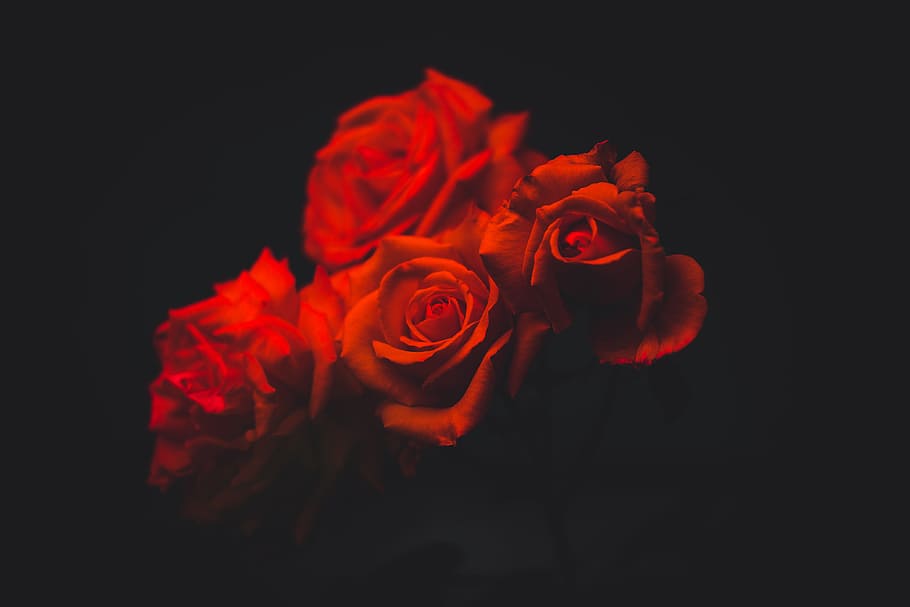 four red roses flowers, four red roses with black background, HD wallpaper