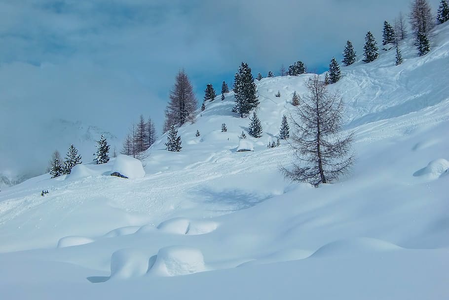 scenery of trees covered with snow, mountains, wintry, cold HD wallpaper