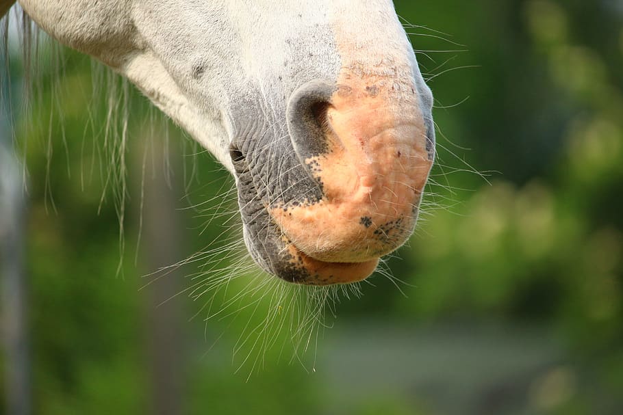 HD wallpaper: horse, mold, nostrils, horses mouth, thoroughbred arabian ...