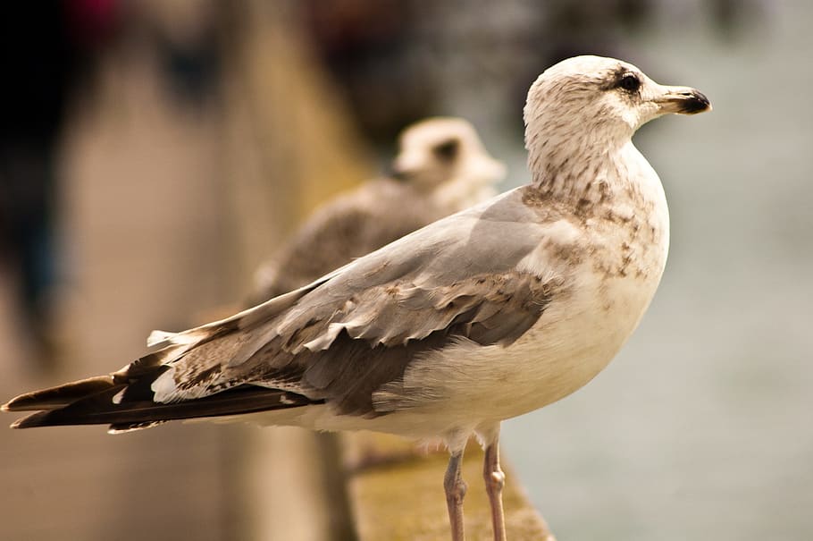 seagull, dom, lake, bird, animal themes, animal wildlife, vertebrate HD wallpaper