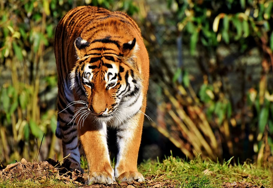 wildlife photography of tiger, cat, predator, wildcat, big cat HD wallpaper