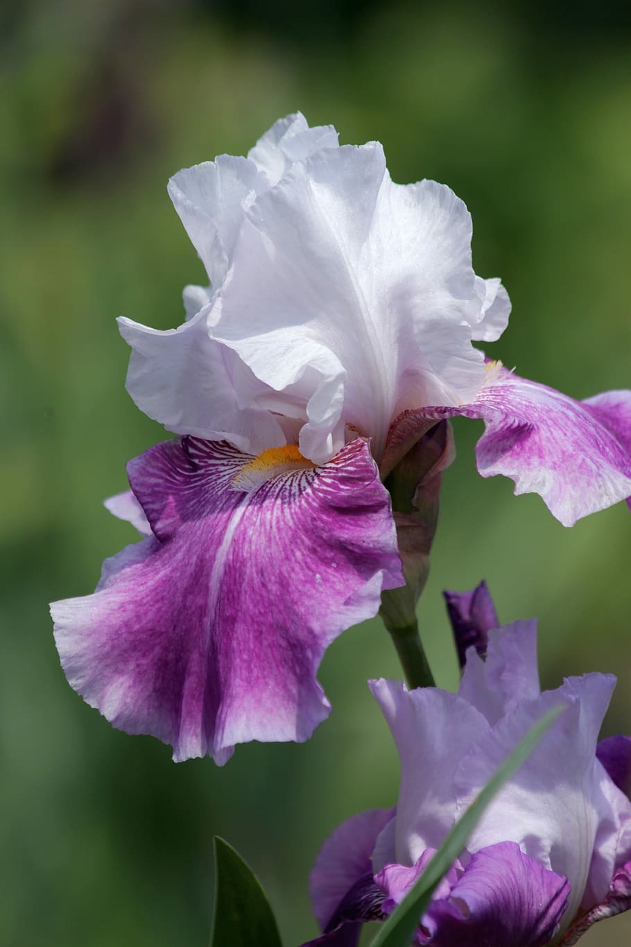 iris, flower, handsomely, nature, garden flowers, beautiful flowers HD wallpaper
