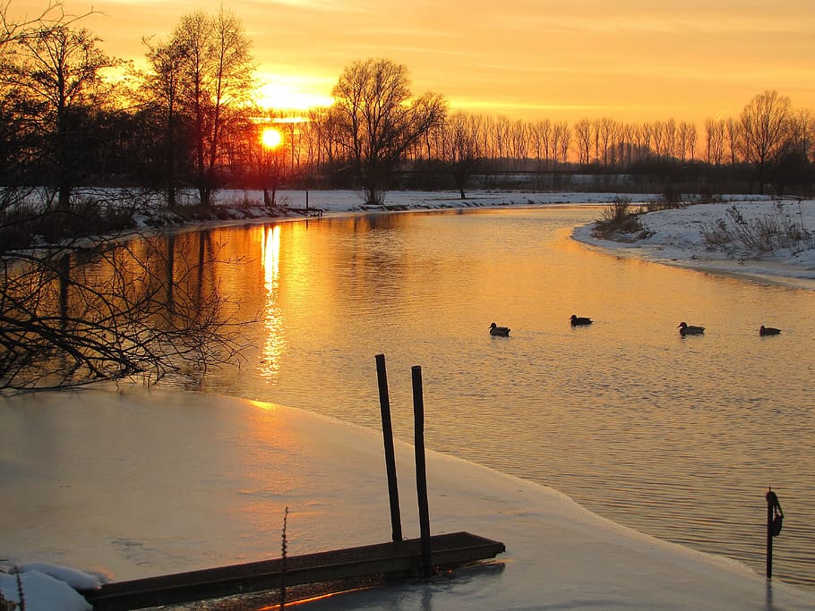 four ducks swimming on bodies of water during sunset, snow landscape HD wallpaper