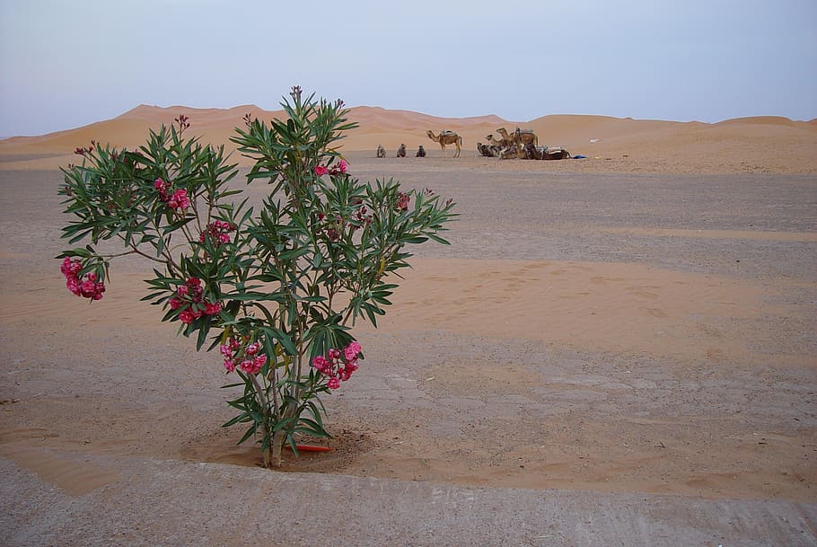 desert, camels, morocco, wüstentour, nomad, sahara, egypt, HD wallpaper