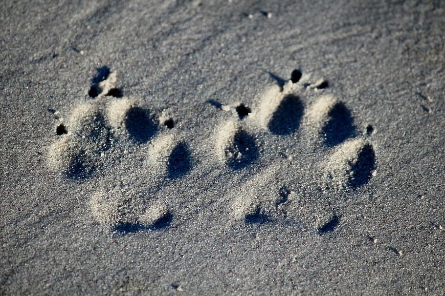 dog, footprint, beach, run, reprint, deepening, go, sand, land, HD wallpaper