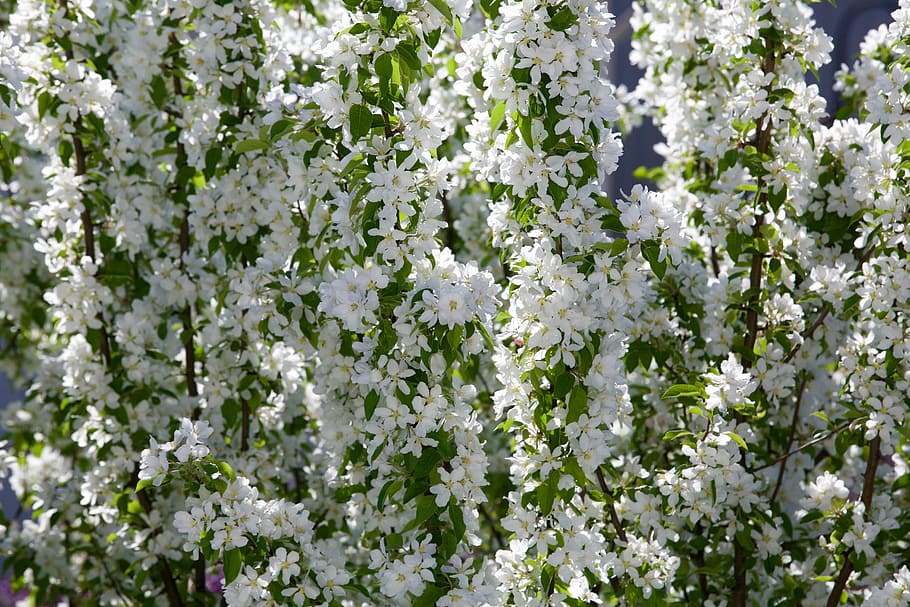 apple, flower, spring, fruit tree, nature, flowering plant HD wallpaper