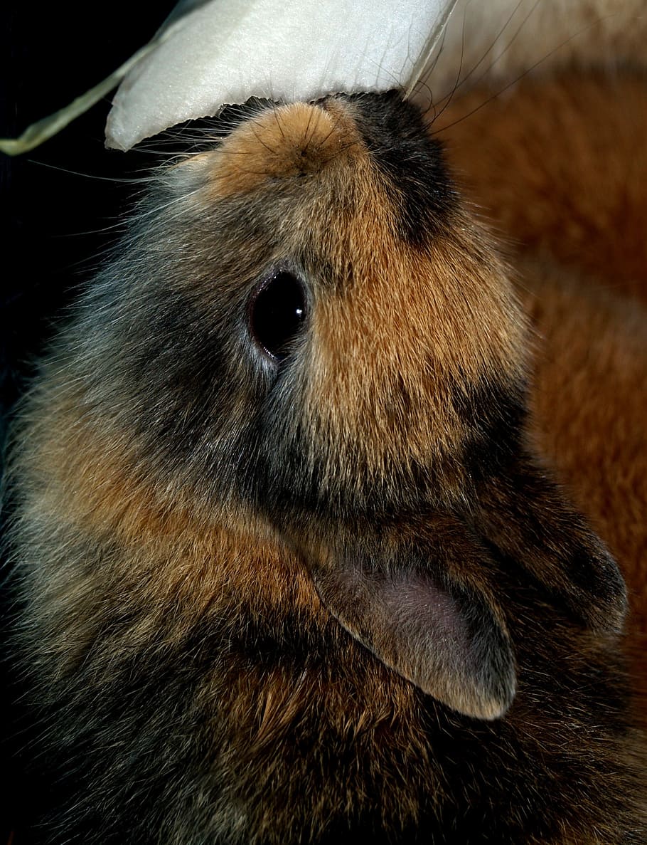 hare baby, pet, sweet, one animal, mammal, animal wildlife HD wallpaper