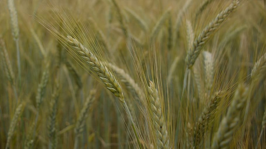 field, wheat, ears, campaign, vegetation, grass, plantations HD wallpaper
