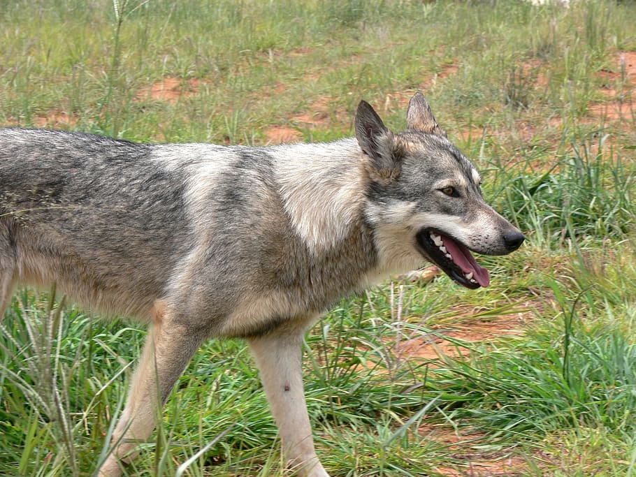 close-up photo of grey wolf, Wild, Mammal, Canine, Fur, danger HD wallpaper