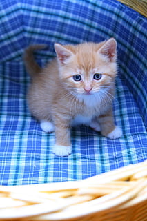 short-fur orange kitten, cart, sweet, small, cat, mustache HD wallpaper