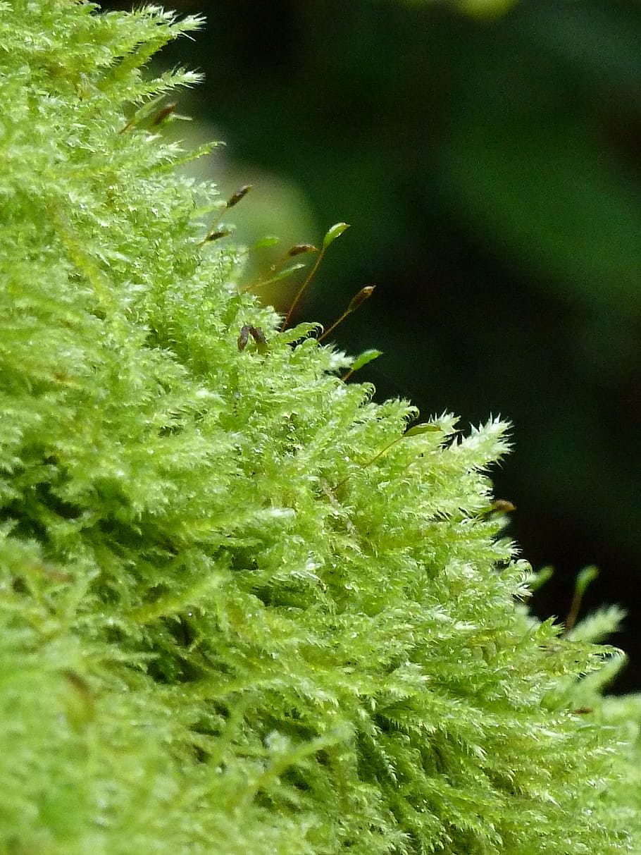 moss, green, nature, forest, plant, green color, growth, close-up HD wallpaper