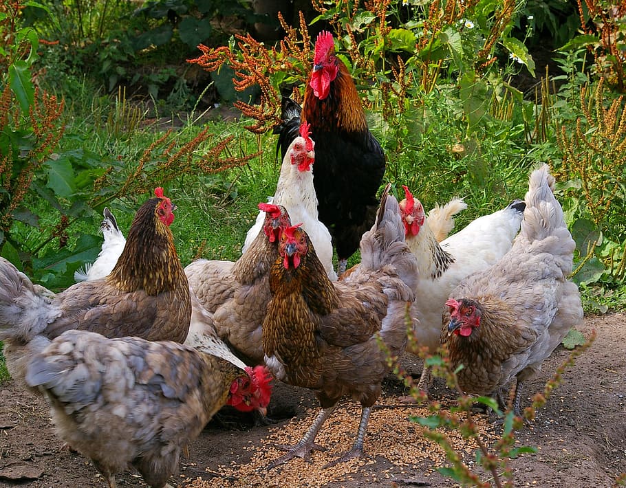 flock of assorted-color chicken at daytime, brood, hens, in between