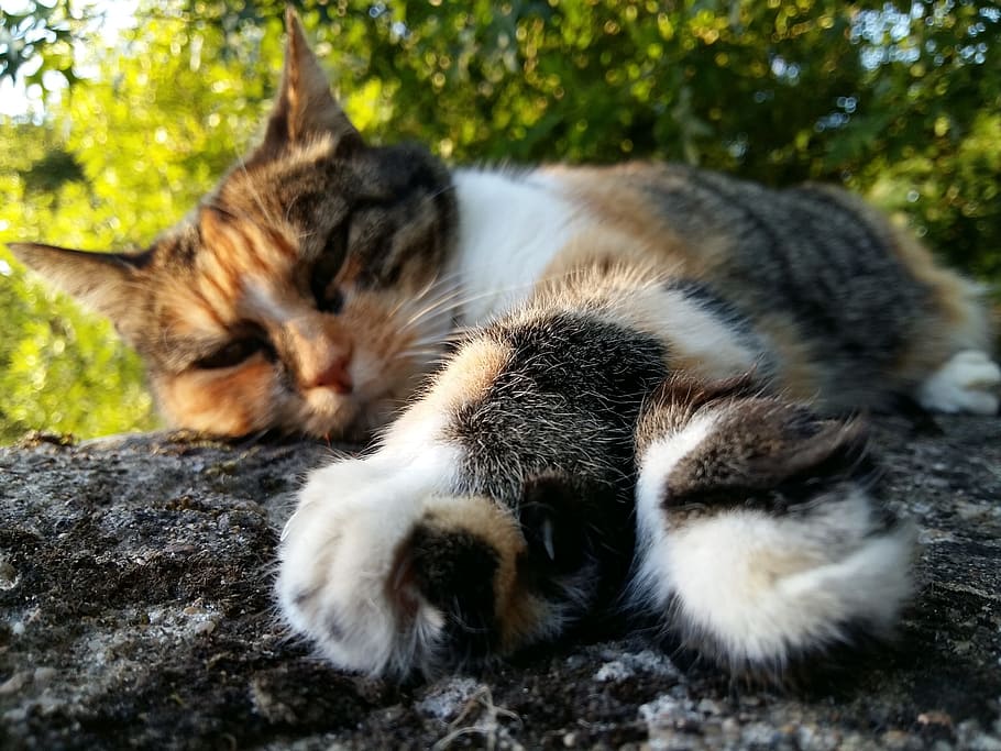 Cat, Asleep, Relaxation, domestic cat, animal themes, one animal HD wallpaper