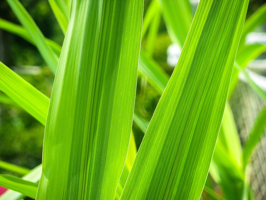 grass, leaves, green, plant, leaf, natural, spring, fresh, nature, HD wallpaper