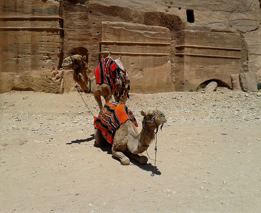 camel, pair, colorful, blanket, saddle, rock, desert, sand HD wallpaper