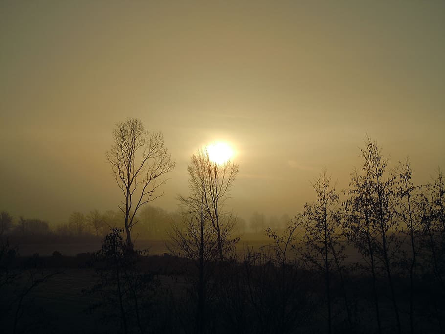 Morning, Mist, Sun, Back Light, Trees, morning mist, silhouettes HD wallpaper