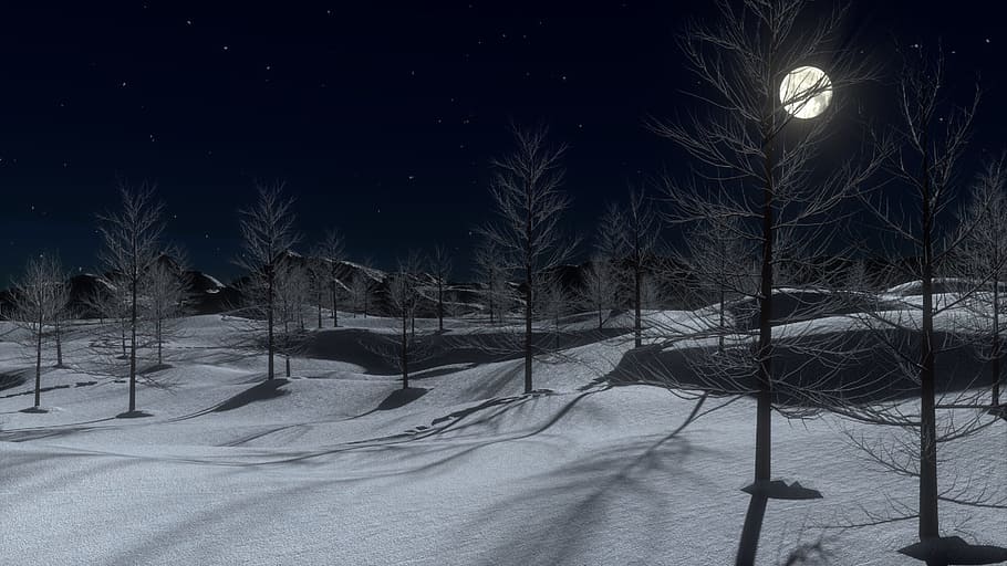 3D animation of withered trees during winter season at nighttime