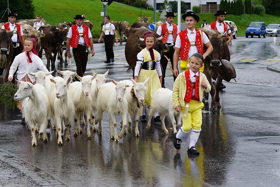 switzerland, appenzell, typical, tradition, désalpe, goats, HD wallpaper