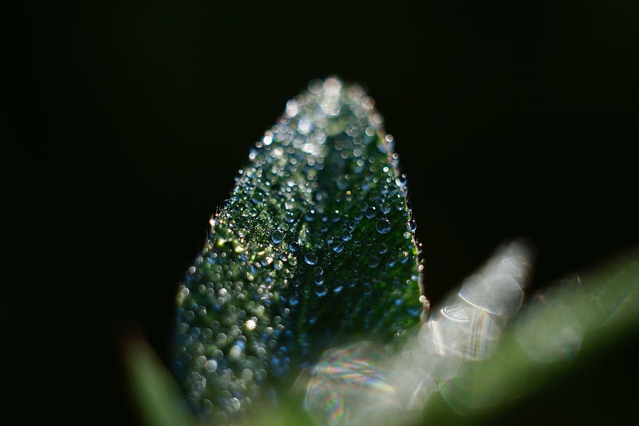 leaf, rain drops, wet, water, green, nature, macro, summer HD wallpaper