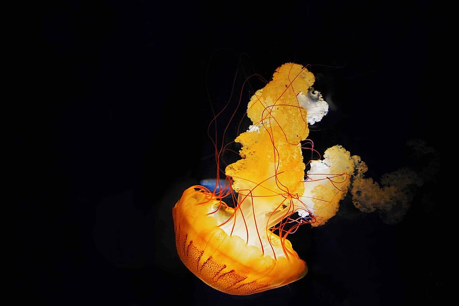 jellyfish underwater, yellow jellyfish, creature, sea, ocean HD wallpaper