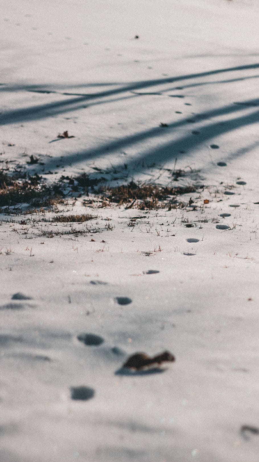 Step To, footsteps on icy ground, snow, winter, shadow, grass HD wallpaper