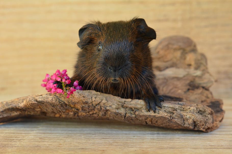 selective focus photography of brown rodent, gold agouti, guinea pig, HD wallpaper