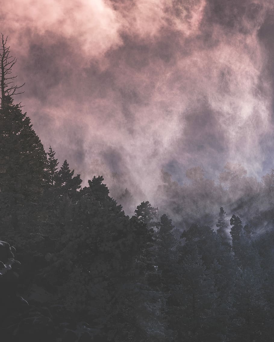 green trees under cloudy sky, white fog above forest, haze, pine HD wallpaper