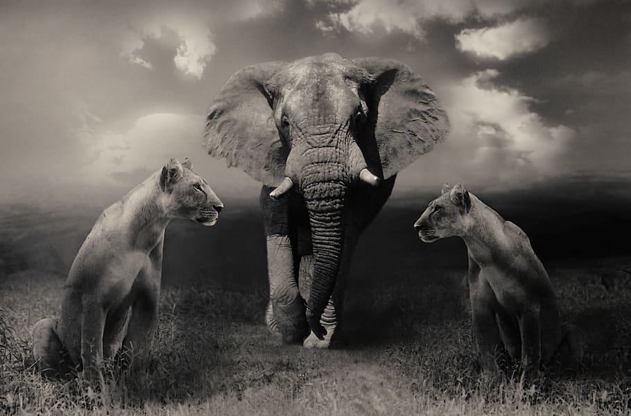 grayscale photo of elephant between tigresses, lionesses, big cats