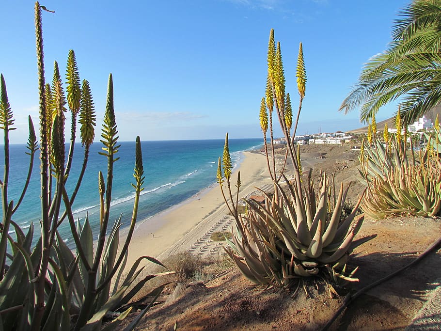 Sea, Beach, Beach, Sand, Holiday, Fuerteventura, cactus, desert, HD wallpaper