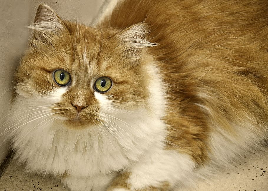 orange and white cat prone on white surface, long haired, domestic cat