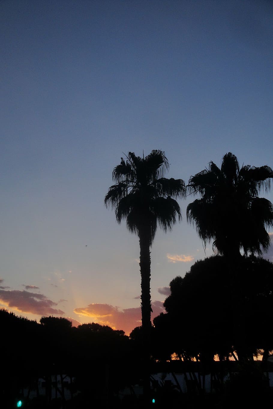 palms, trees, pine, sunset, dusk, sky, backlight, twilight HD wallpaper
