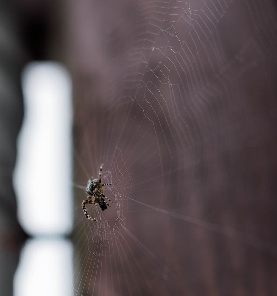 spider, insect, arachnid, spiderweb, creepy, animal, animal themes HD wallpaper