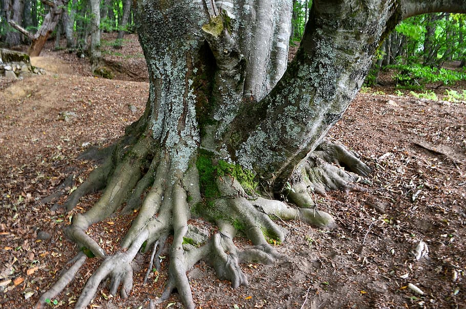 forest, tree, nature, branch, landscape, plant, trees, highland HD wallpaper