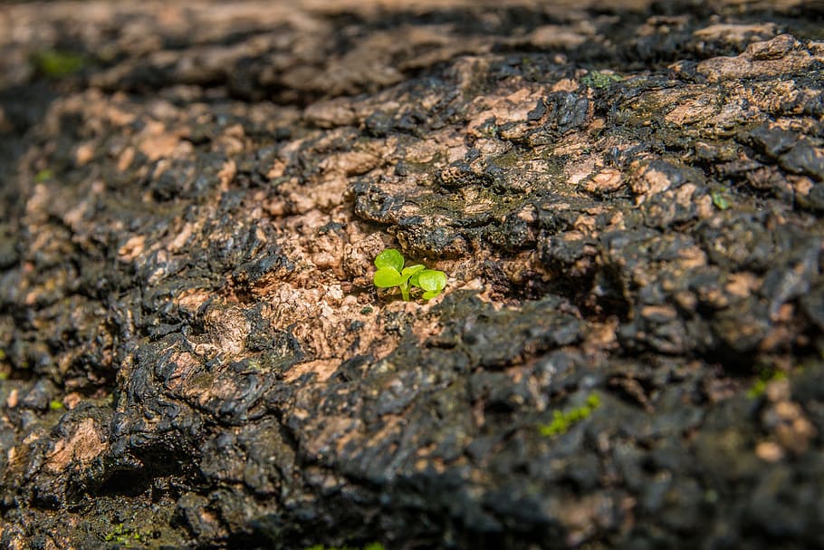 Tree, Bark, Macro, nature, outdoors, plant, day, no people HD wallpaper