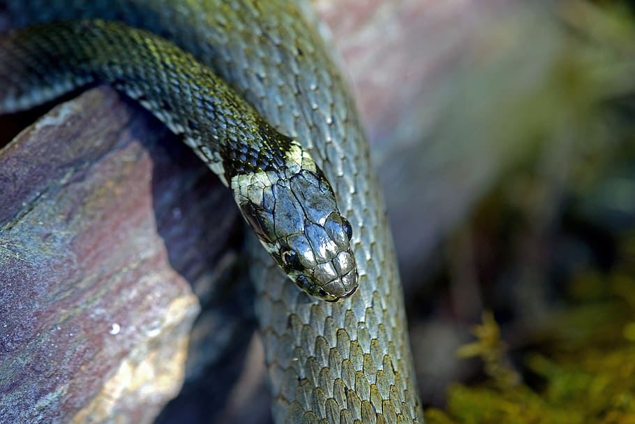 grass snake, snakes, reptile, animal themes, animal wildlife HD wallpaper