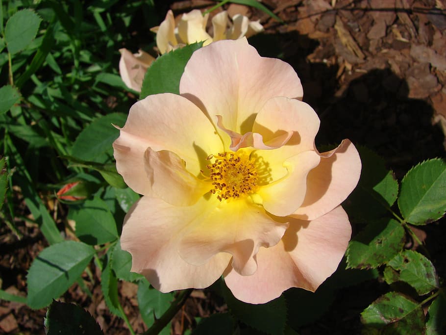rose, wild, rosa, nature, flower, plant, pink, summer, blossom HD wallpaper