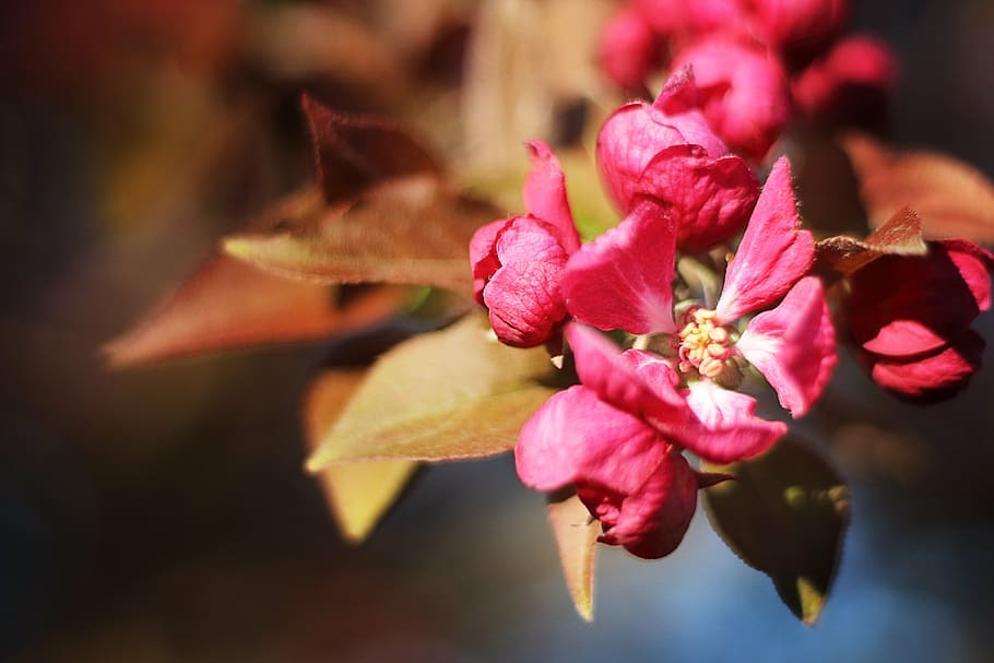 blossom, cherry, spring, branch, flower, bloom, pink, floral HD wallpaper