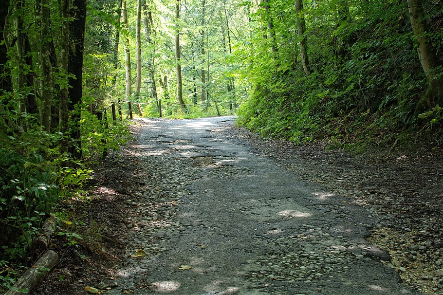 HD wallpaper: Old, Broken, Road, Forest, Away, Trees, nature, forest ...