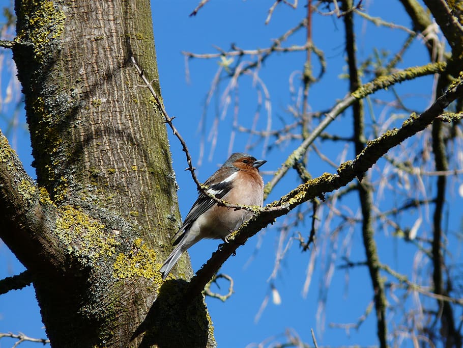 fink, bird, tree, spring, colorful, plumage, fringillidae, sparrow bird HD wallpaper