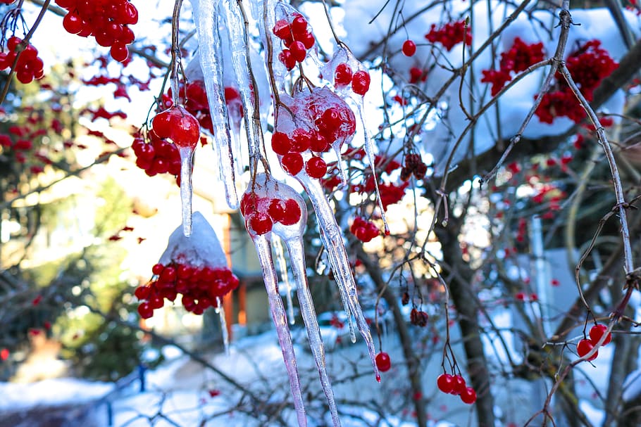 Ice, Snow, Winter, Cold, Landscape, Tree, nature, forest, frost HD wallpaper