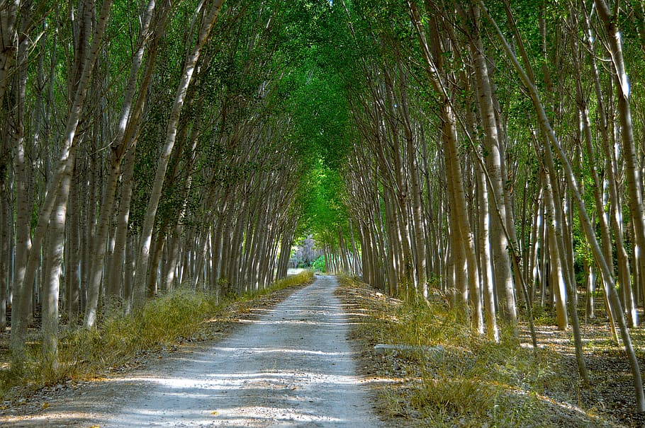 poplars, path, forest, trees, lush, nature, plant, the way forward HD wallpaper