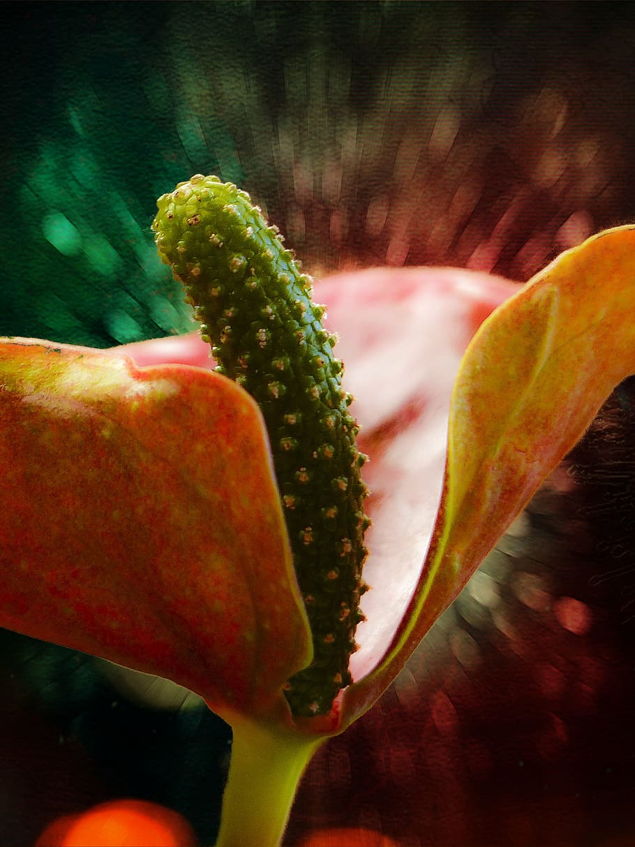 calla, calla lilly, flower, red, nature, plant, close-up, growth HD wallpaper