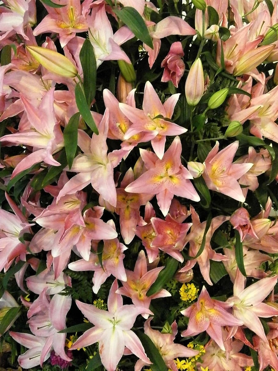 flowers, texture, lily, yuri, white, pink, plant, growth, beauty in nature HD wallpaper