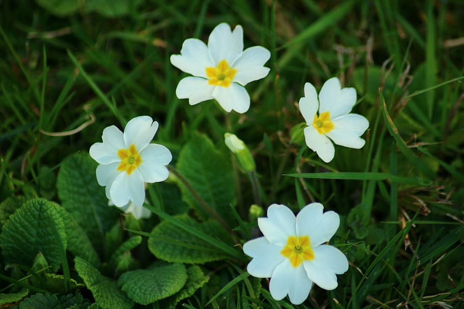 Primrose white 1080P, 2K, 4K, 5K HD wallpapers free download