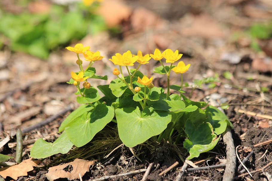 marigold, caltha, grass, marsh-marigold, kingcup, nature, plant HD wallpaper